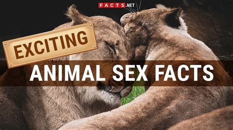 animals porn|Free Animal Porn Videos and Bestiality Clips